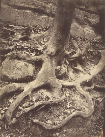 Fa gyökerei, Saint-Cloud alkotó: Eugène Atget