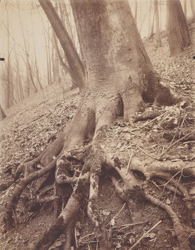 Fák és gyökerek alkotó: Eugène Atget