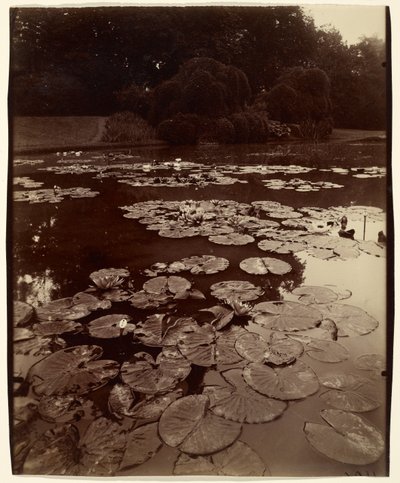 [Vízililiomok] alkotó: Eugène Atget