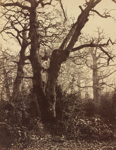 Fatanulmány, Fontainebleau alkotó: Eugène Cuvelier