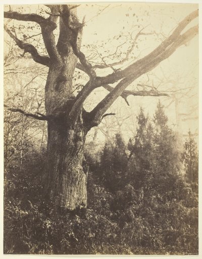 Cím nélkül [fa], c. 1860. alkotó: Eugène Cuvelier