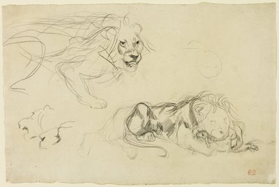 Oroszlántanulmányok alkotó: Eugène Delacroix