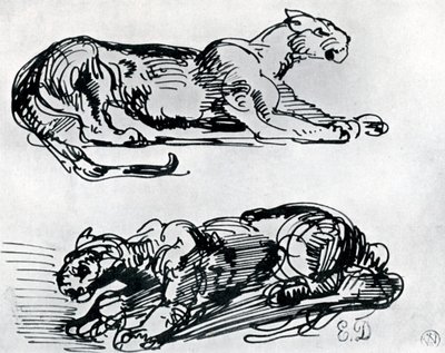 Tanulmányok a párducokról, 1913 alkotó: Ferdinand Victor Eugene Delacroix