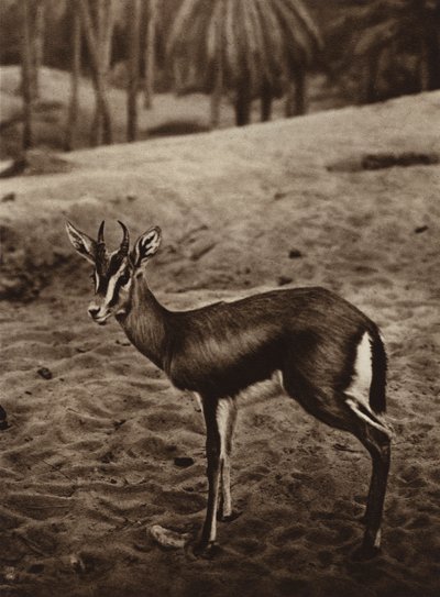 Gázella a Nefta-oázis szélén (fekete-fehér fotó) alkotó: European Photographer
