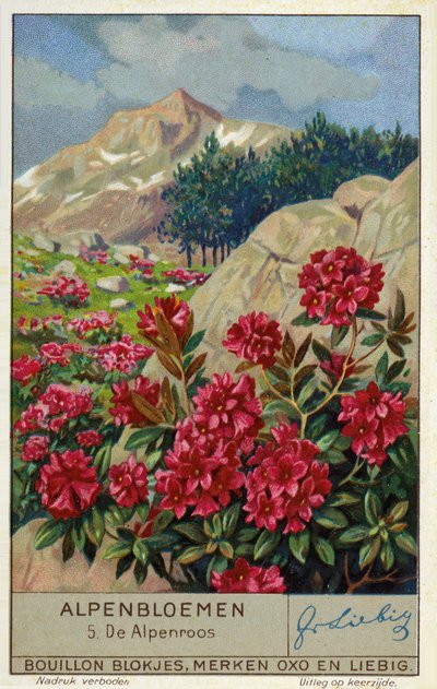 Alpenrose (Rhododendron ferrugineum) (chromolitho) alkotó: European School