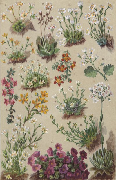 Alpesi flóra (chromolitho) alkotó: European School