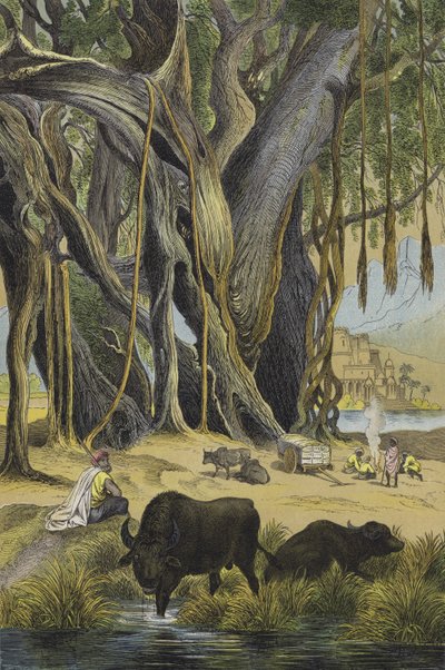 India állatai és növényei (színes litho) alkotó: European School