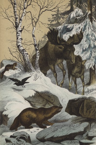 Lappföld állatai és növényei (színes litho) alkotó: European School