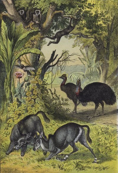 Dél-Ázsia állatai és növényei (színes litho) alkotó: European School