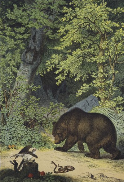 Közép-Európa lombos erdőinek állatai és növényei (színes litho) alkotó: European School