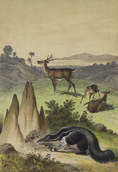 A dél-amerikai pampák állatai (színes litho) alkotó: European School