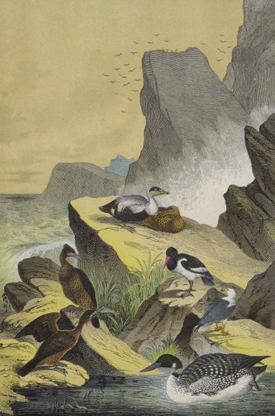 Észak-Európa tengeri partjainak madarai (színes litho) alkotó: European School