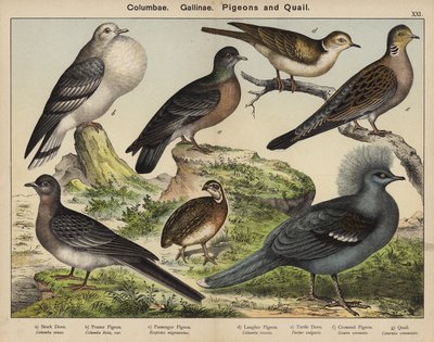 Columbae, Gallinae, Galambok és fürjek (színes litográfia) alkotó: European School