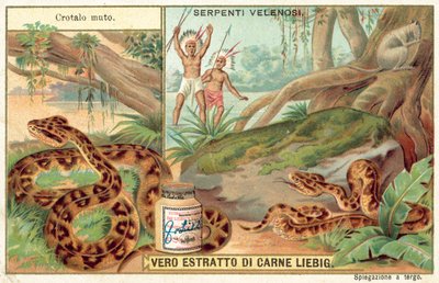 Rézfej (chromolitho) alkotó: European School