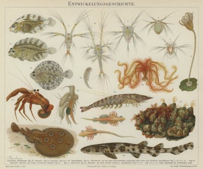 A tengeri élővilág fejlődése (színes litho) alkotó: European School
