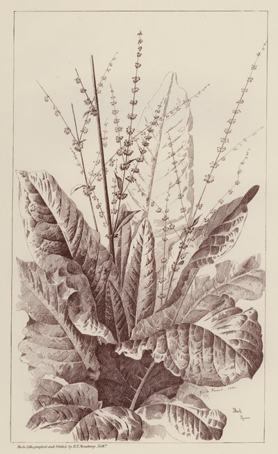 Kikötő, Rumex (litho) alkotó: European School