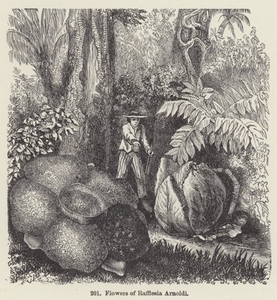 Rafflesia Arnoldi virágai (metszet) alkotó: European School