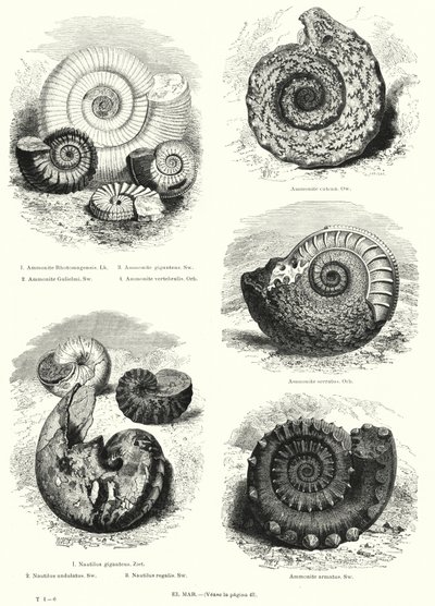 Ammonites és nautilus kövületei (litho) alkotó: European School