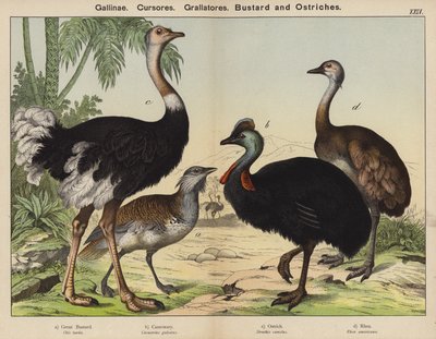 Barn Runners, Grallators, Túzok és struccok (színes litho) alkotó: European School