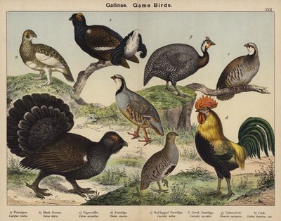 Gallinae, Vadmadarak alkotó: European School