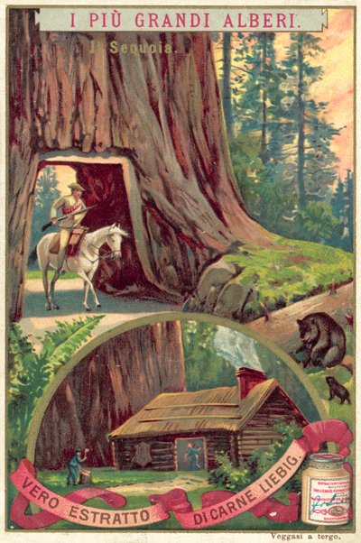 Óriás Sequoia fa (chromolitho) alkotó: European School