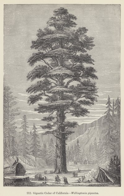 Gigantikus kaliforniai cédrus, Wellingtonia gigantea (metszet) alkotó: European School