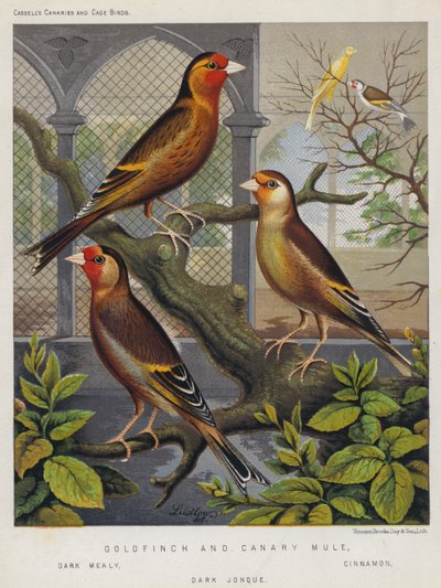 Goldfinch és Canary Mule, Dark Mealy, Cinnamon, Dark Jonque (színes litográfia) alkotó: European School