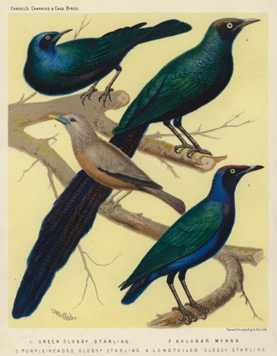 Zöld fényes gólya, Malabar Mynah, Bíborfejű fényes gólya, Hosszúfarkú fényes gólya (színes litográfia) alkotó: European School