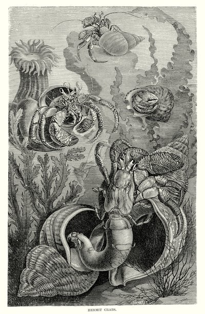 Remeterákok (metszet) alkotó: European School