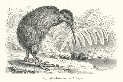 Kiwi-kiwi vagy Apteryx (metszet) alkotó: European School