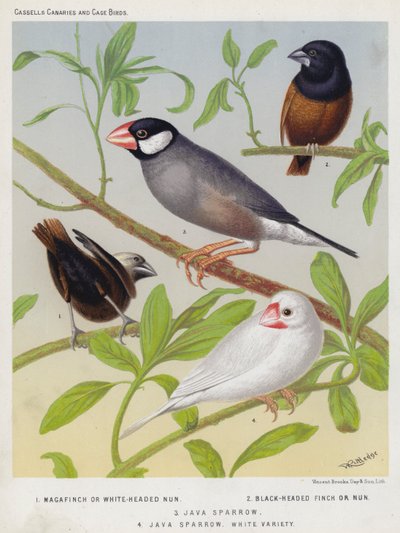 Magafinch vagy White-Headed Nun, Black-Headed Finch vagy Nun, Java Sparrow, White Variety (színes litográfia) alkotó: European School