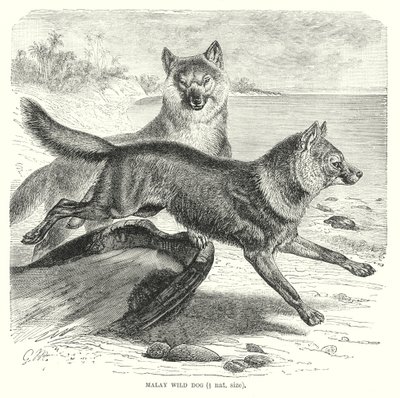 Maláj vadkutya (metszet) alkotó: European School