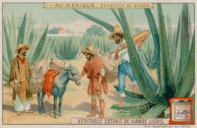 Mexikói Pulque-kivonás egy kaktuszból alkotó: European School