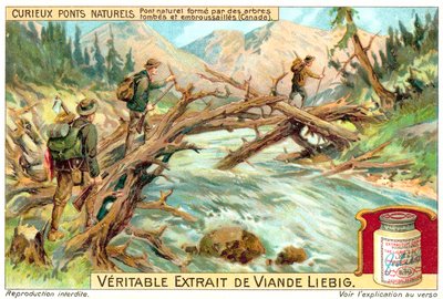 Természetes híd, amelyet kidőlt és benőtt fák alkotnak Kanadában (chromolitho) alkotó: European School