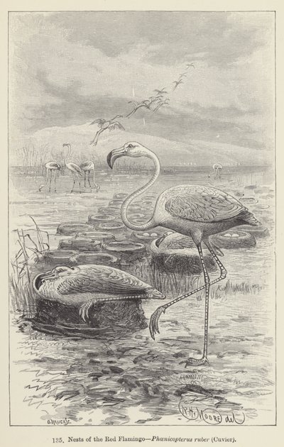 Vörös flamingó, Phoenicopterus ruber, Cuvier fészkei (metszet) alkotó: European School