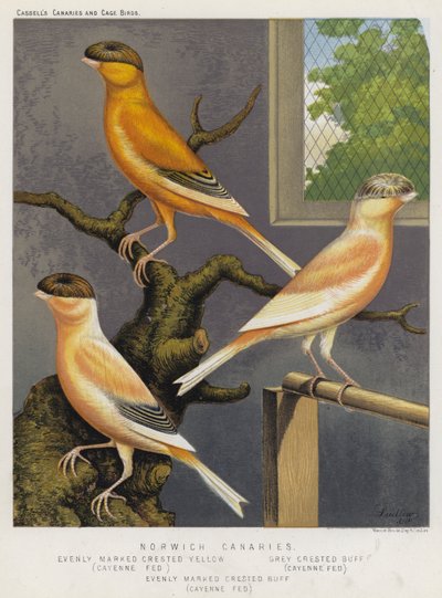 Norwich Kanárik, Egyenletesen jelölt tarajos sárga, Cayenne Fed, Gray Crested Buff, Cayenne Fed, Egyenletesen jelölésű Crested Buff, Cayenne Fed (színes litho) alkotó: European School