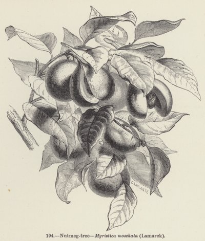 Szerecsendiófa, Myristica moschata, Lamarck (metszet) alkotó: European School