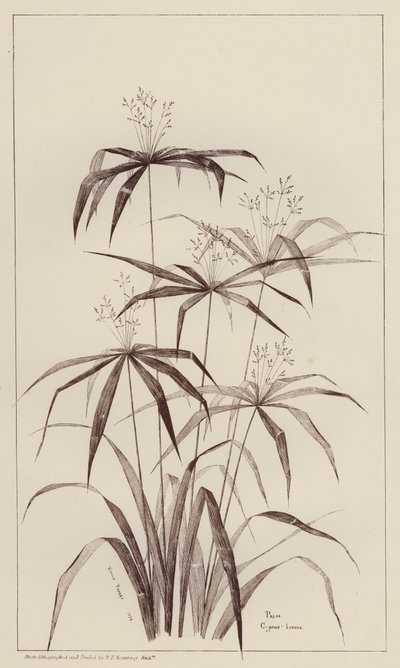 Pálma Cyperus Luscus (litho) alkotó: European School