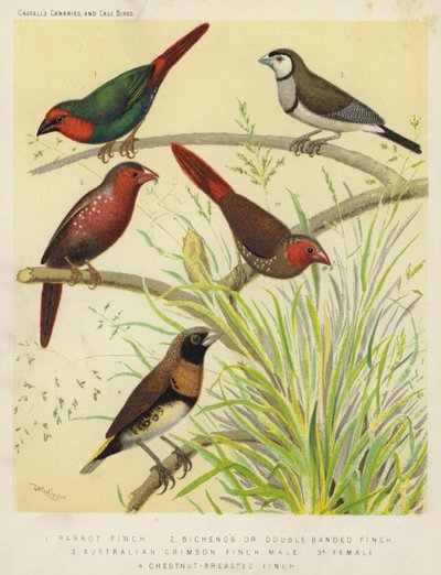Papagájpinty, Bichenos vagy Double Banded Finch, Australian Crimson Finch, Male, Female, Chestnut-Breasted Finch (színes litográfia) alkotó: European School