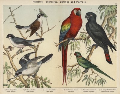 Passeres, Scansores, Shrikes és Papagájok (színes litográfia) alkotó: European School