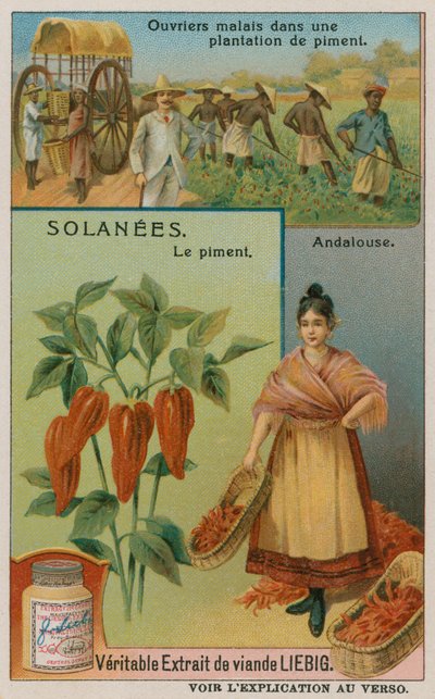 Pimento bors alkotó: European School