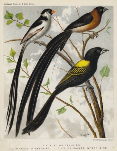 Pinfarkú Whydah-Bird, Paradise Whydah-Bird, Yellow Backed Whydah-Bird (színes litho) alkotó: European School