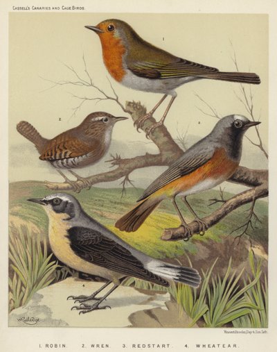 Robin, Wren, Redstart, Wheatear (színes litográfia) alkotó: European School