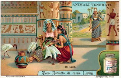 Szent íbisz az ókori Egyiptomban (chromolitho) alkotó: European School