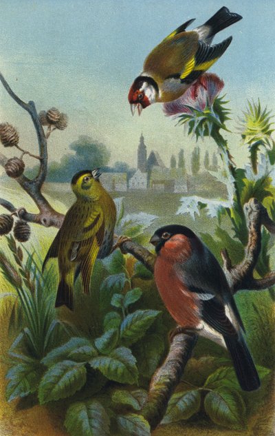 Aranypinty, Siskin és Bullfinch alkotó: European School