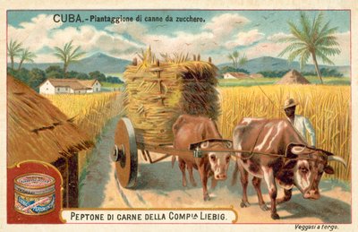 Cukornádültetvény, Kuba (chromolitho) alkotó: European School