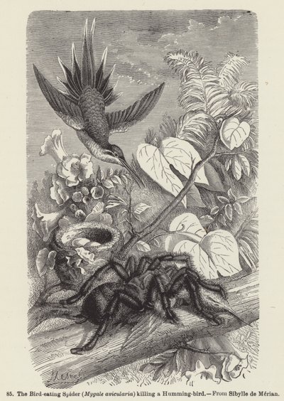 A madárevő pók (Mygale avicularia) megöl egy kolibri (metszet) alkotó: European School