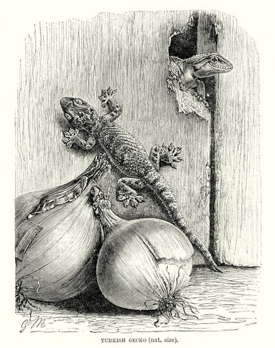 Török gekkó (metszet) alkotó: European School