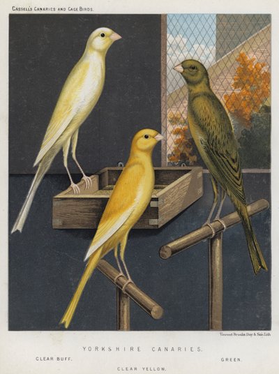 Yorkshire Kanárik, Clear Buff, Green, Clear Yellow alkotó: European School