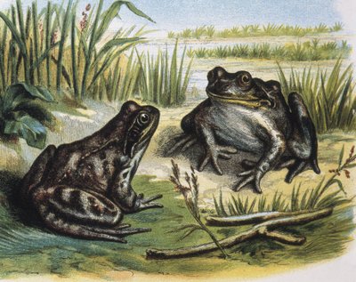 Európai közönséges béka. Kétéltűek. Metszet F. Padro rajza után. Metszet alkotó: F. (after) Padro